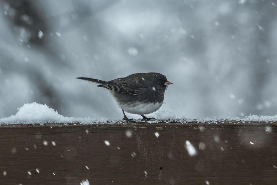 Bird Animal