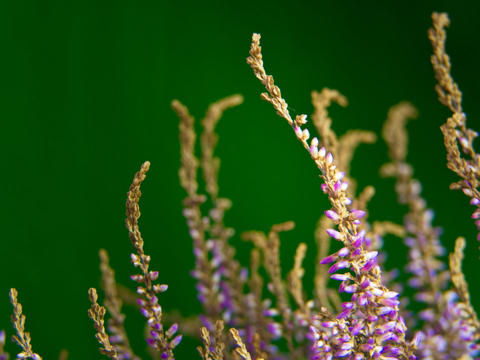 Heather Flowers