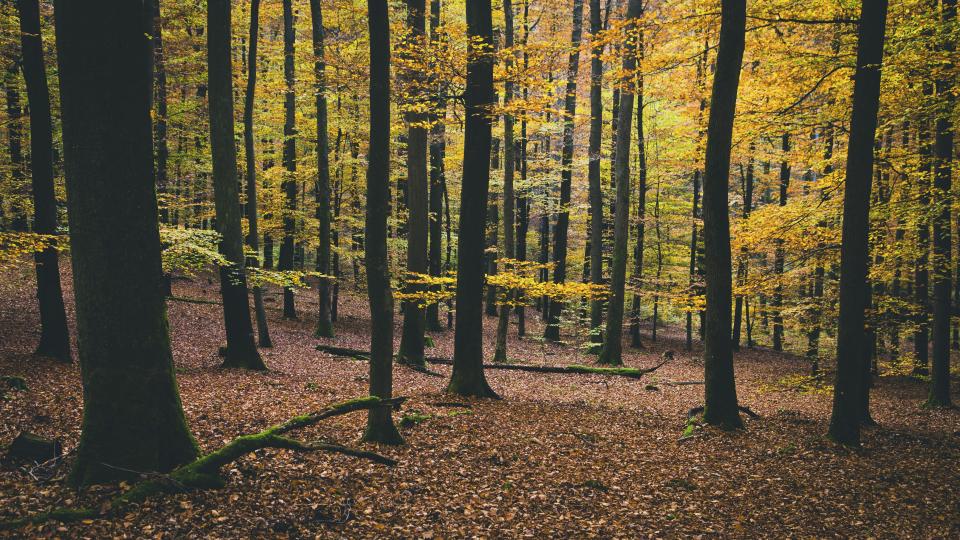 Nature Landscape