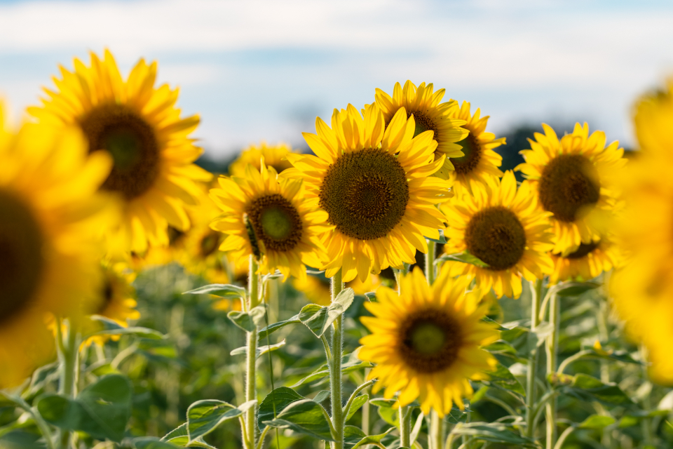 Sunflower Field