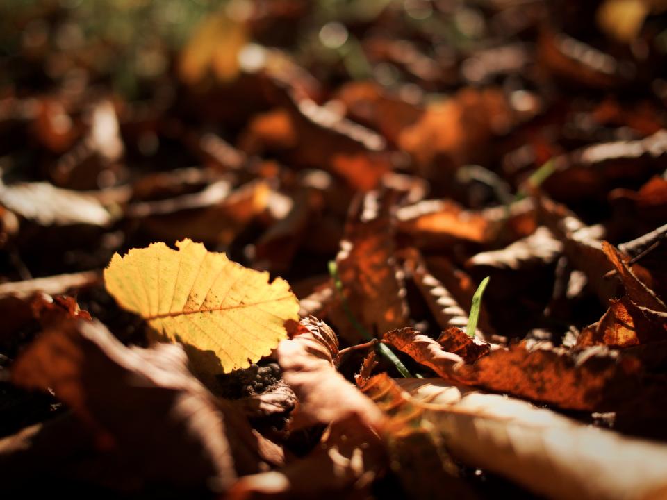 Nature Landscape