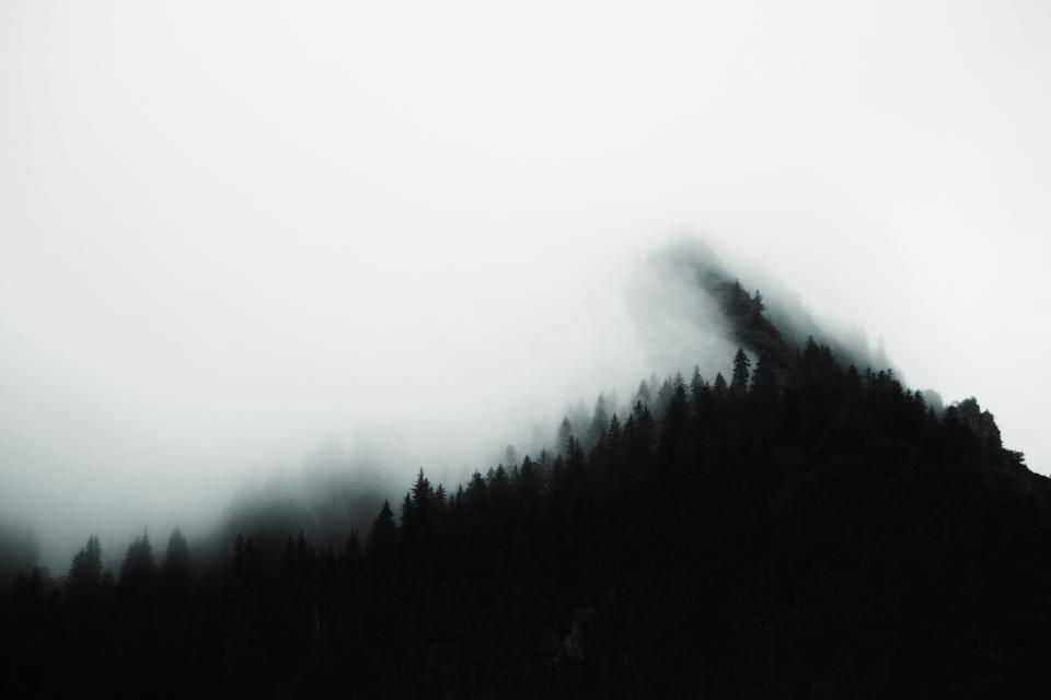 Trees Woods