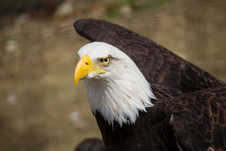 Eagle Bird