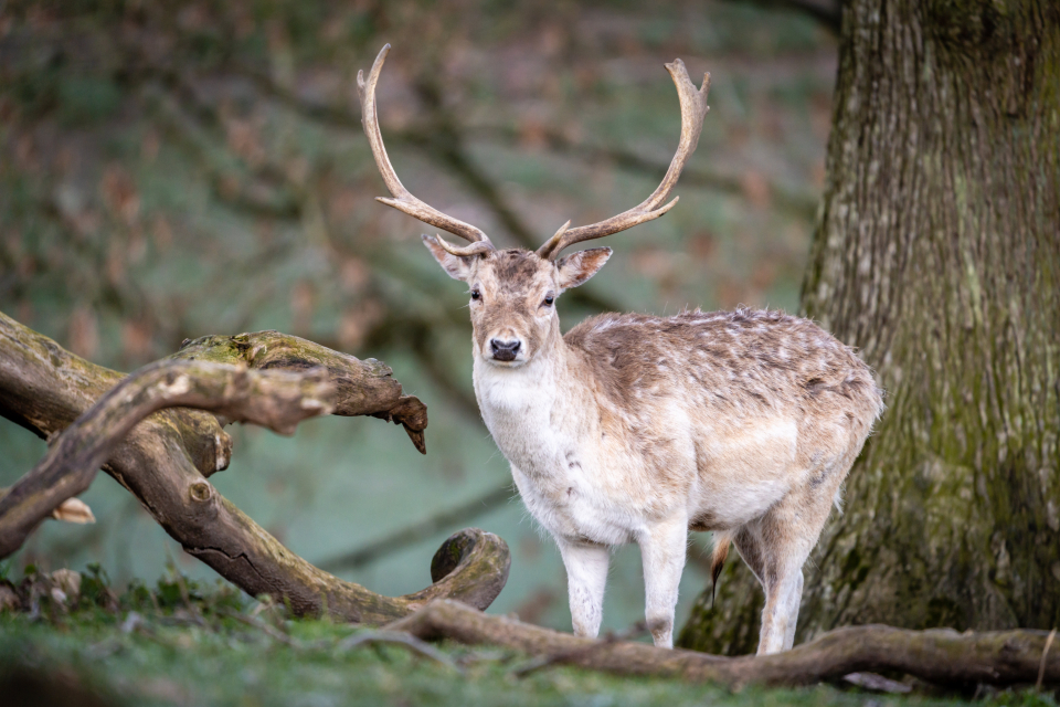 Deer Nature