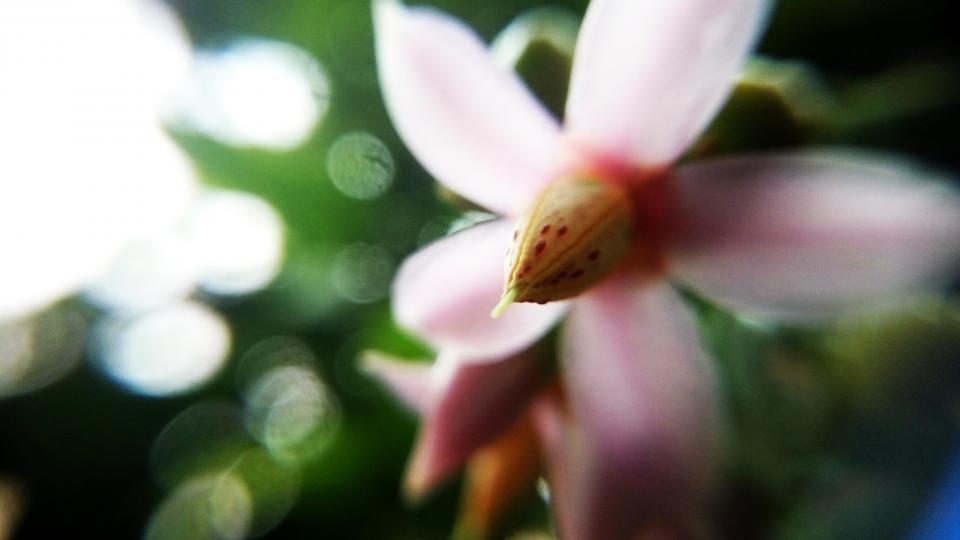 Pink Flower