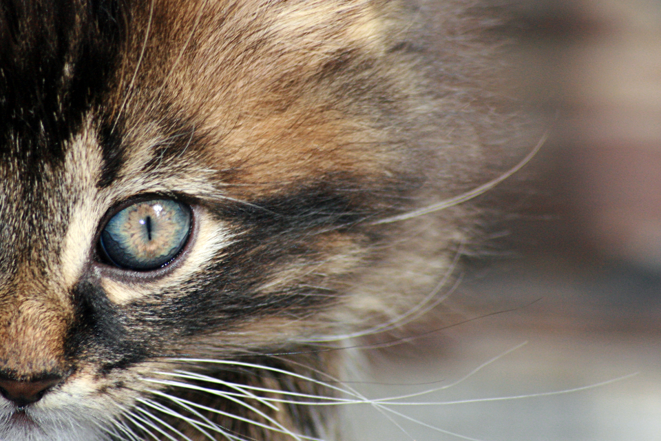 Animal Face