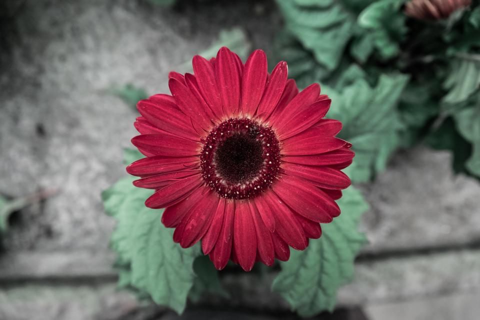 Flowers Nature