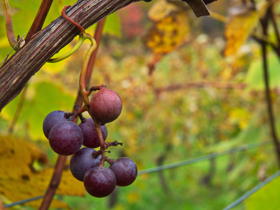 Grapes Close Up
