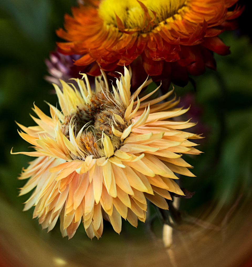 Flower Bloom