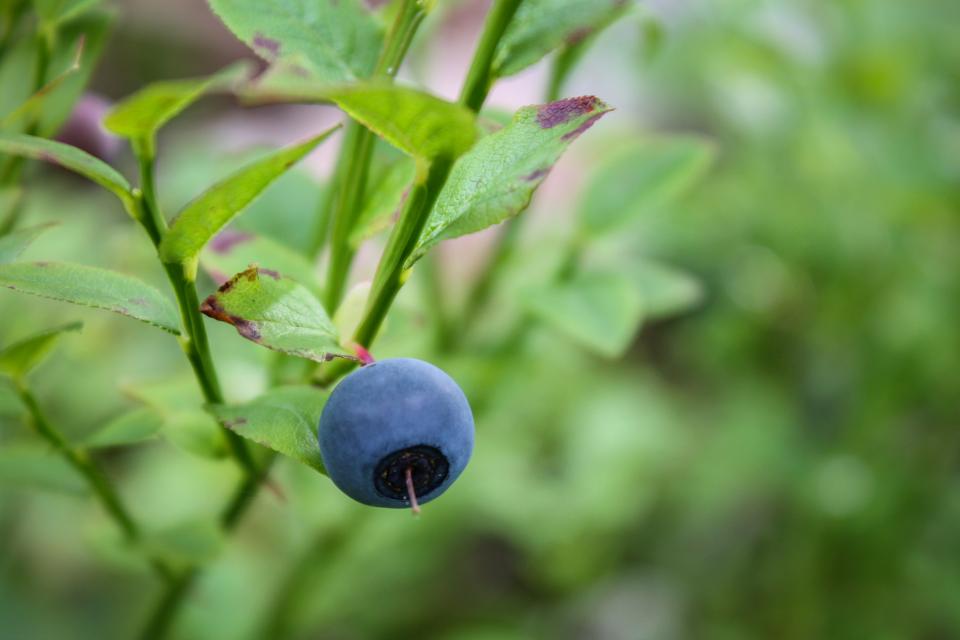 Blueberry Fruit