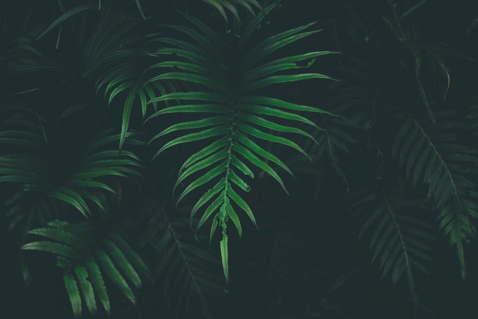 Green Leaf