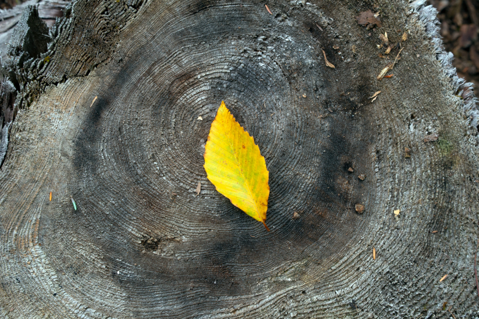 Autumn Foliage