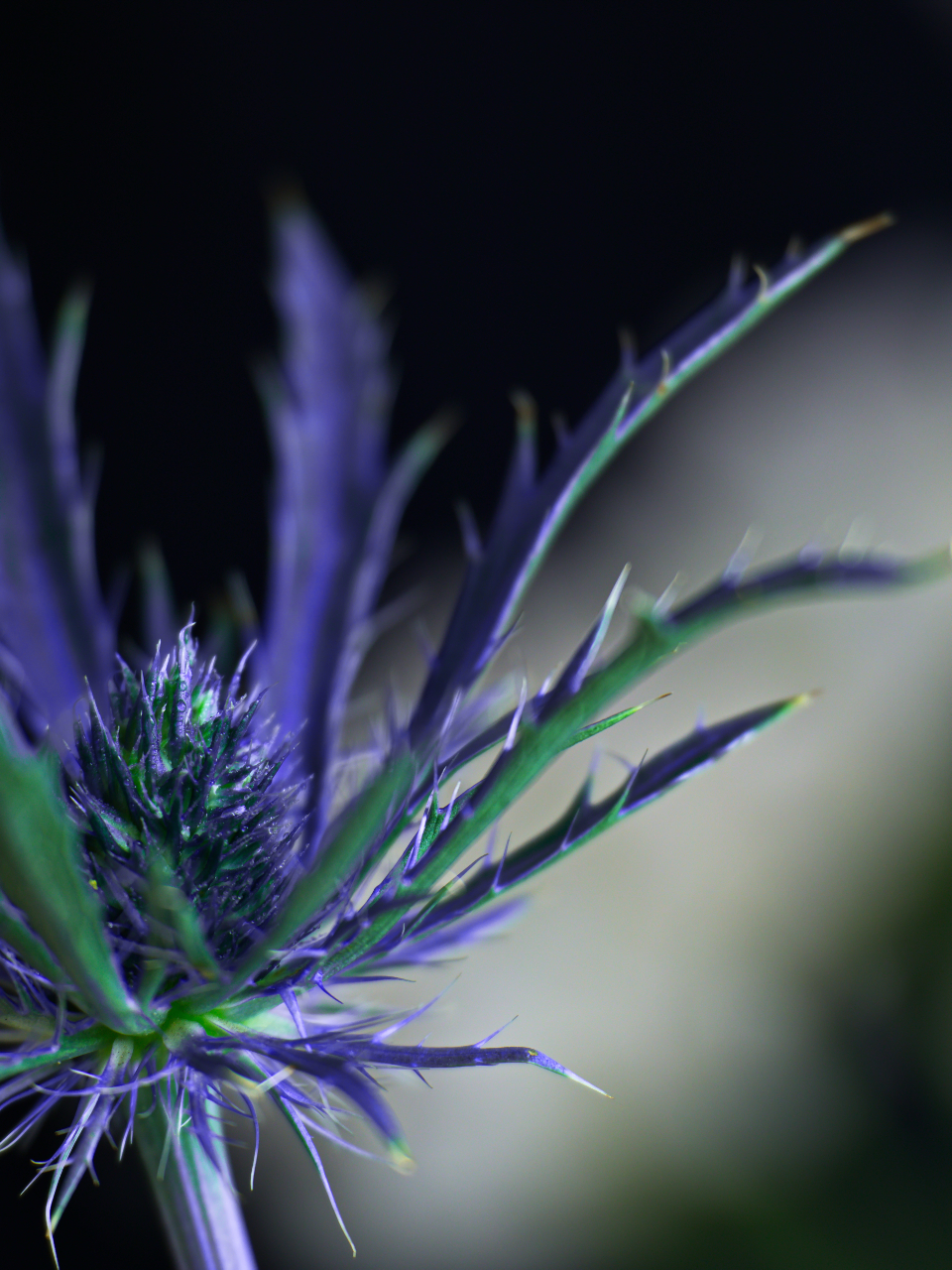 Abstract Flower