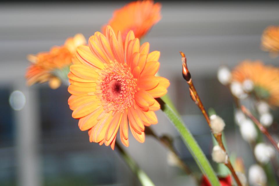 Orange Daisy