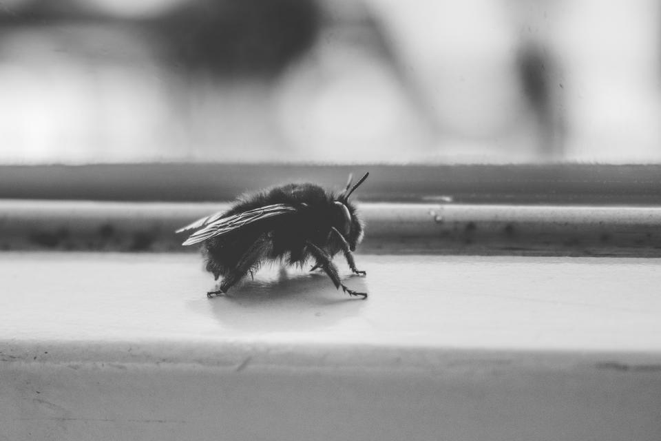 Fly Insect