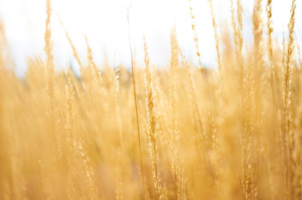 Grass Agriculture