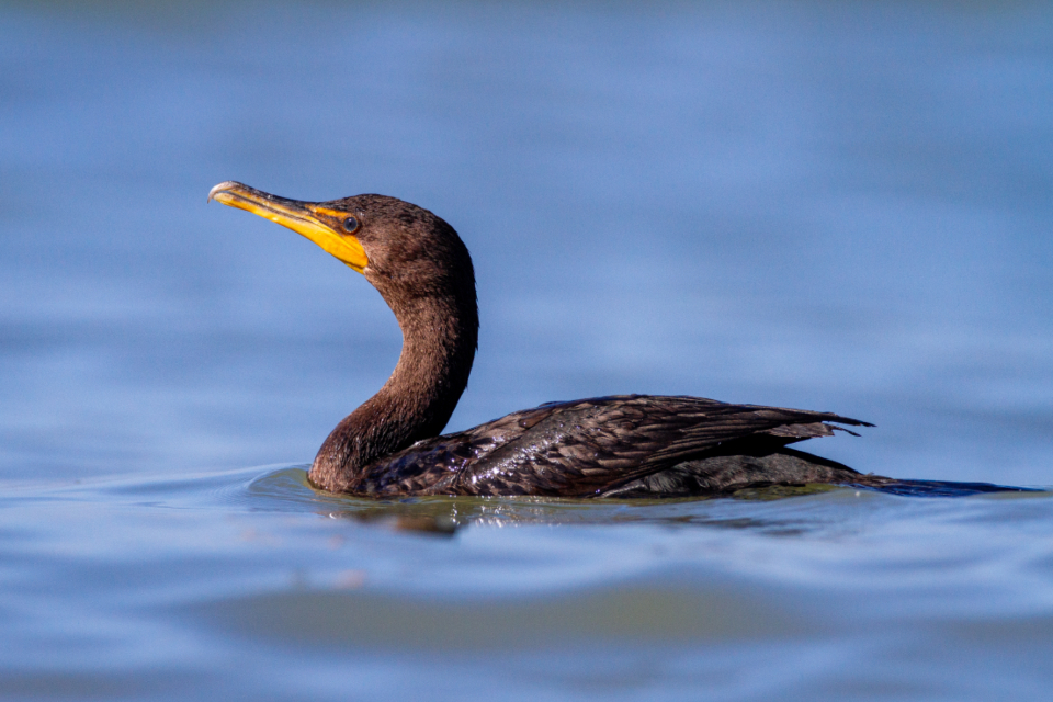 Bird Wildlife