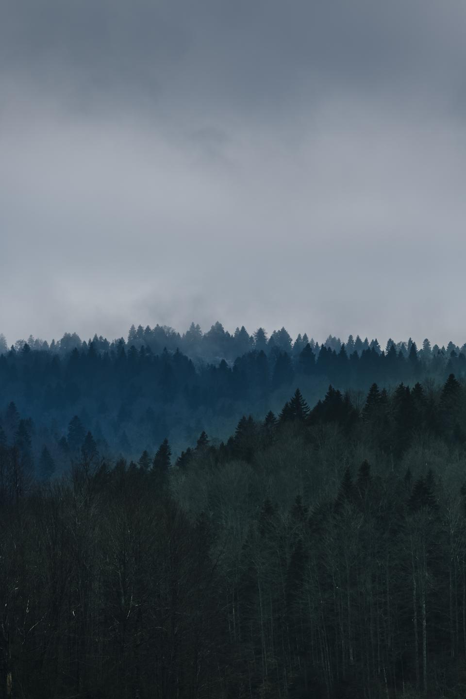 Nature Forests