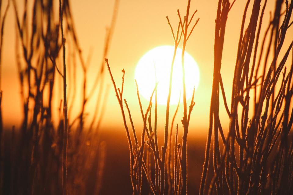 Grass Plant