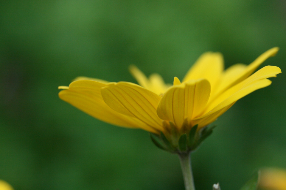 Yellow Flower