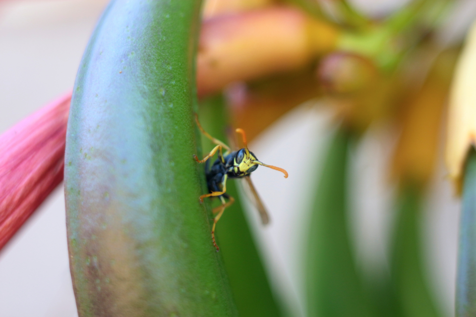 Wasp Summer