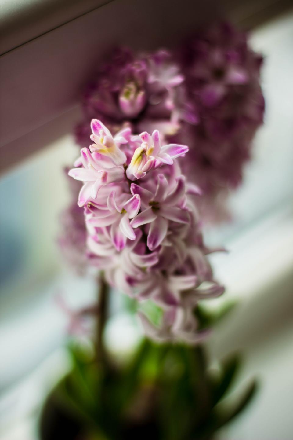 Pink Flower