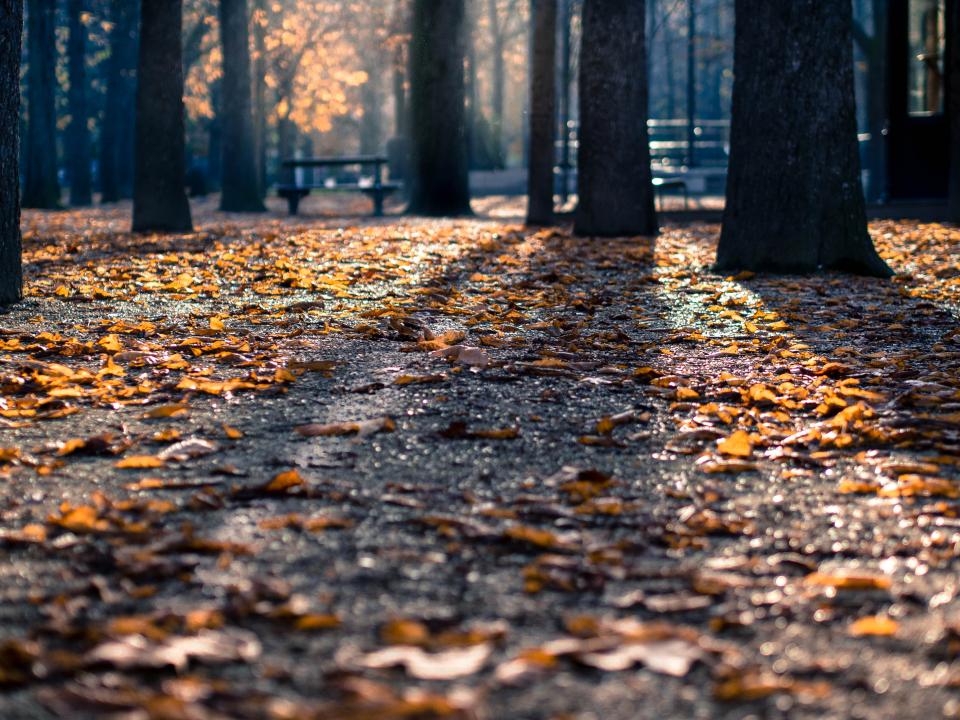 Park Trees