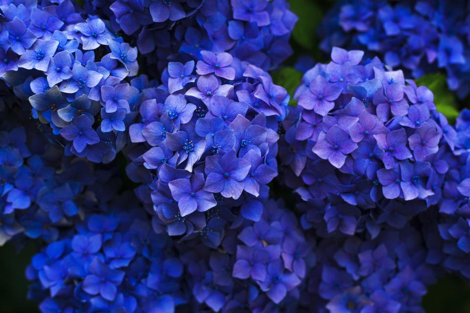 Flowers Garden