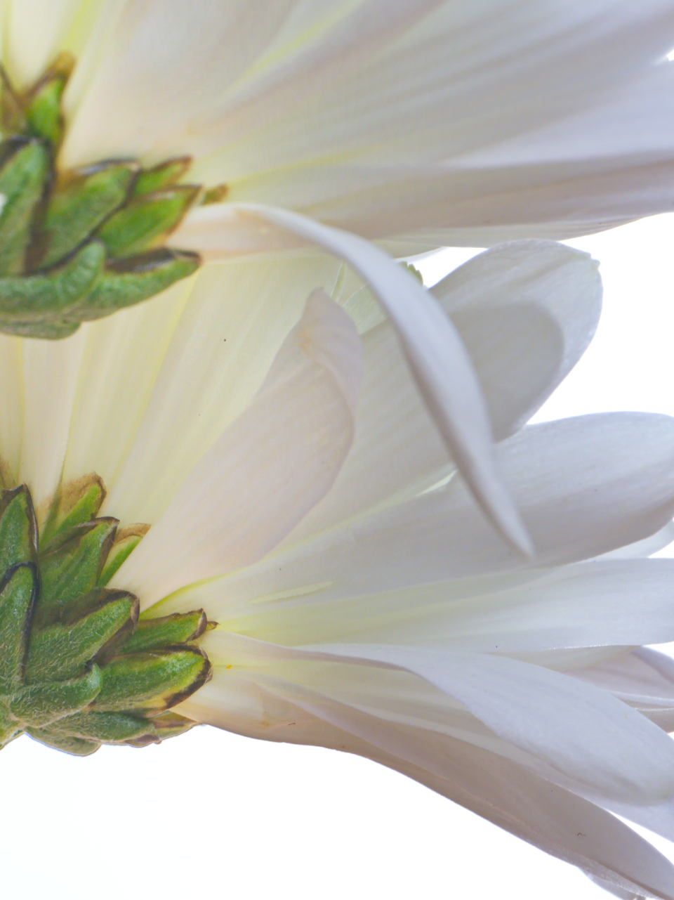 Abstract Flower