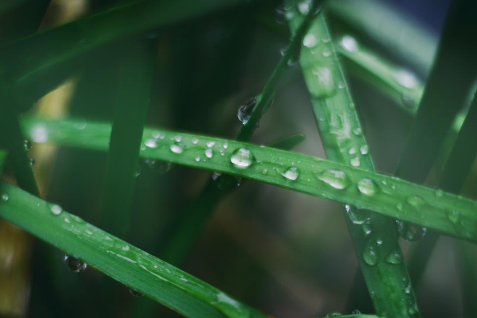 Green Leaf