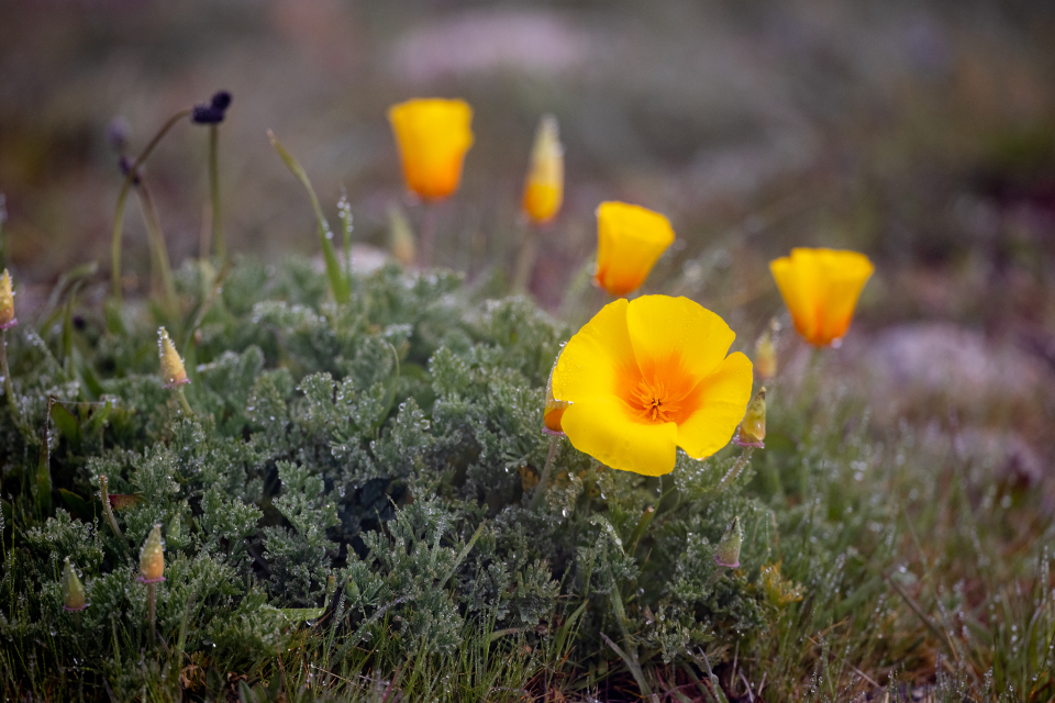 Flowers Garden