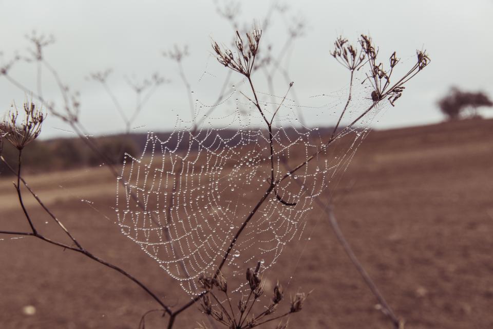 Spider Web