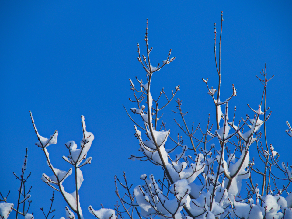 Snow Branches
