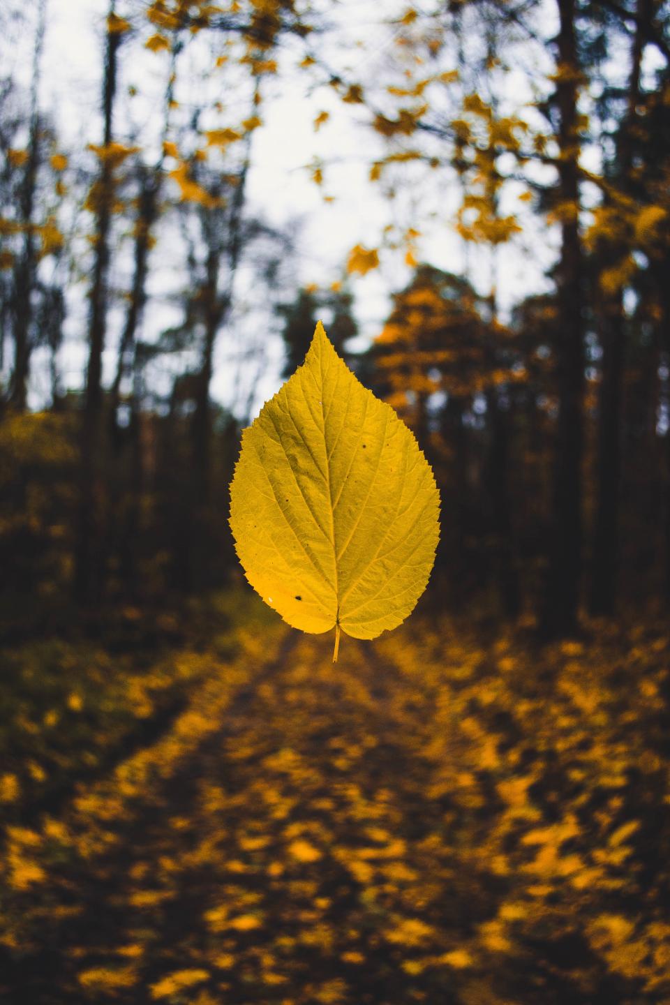 Leaf Fall