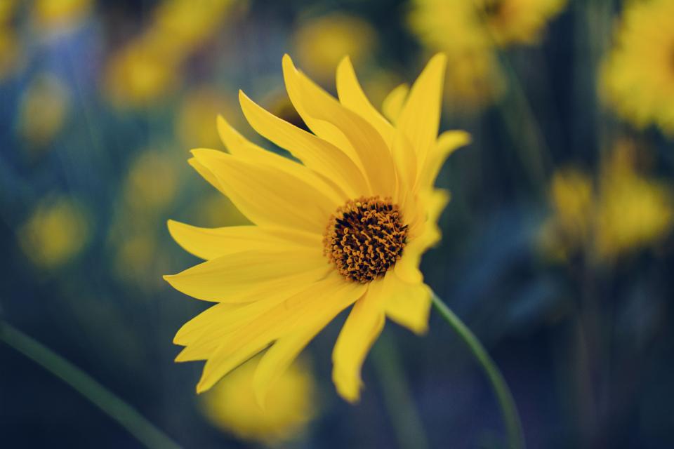 Flower Yellow