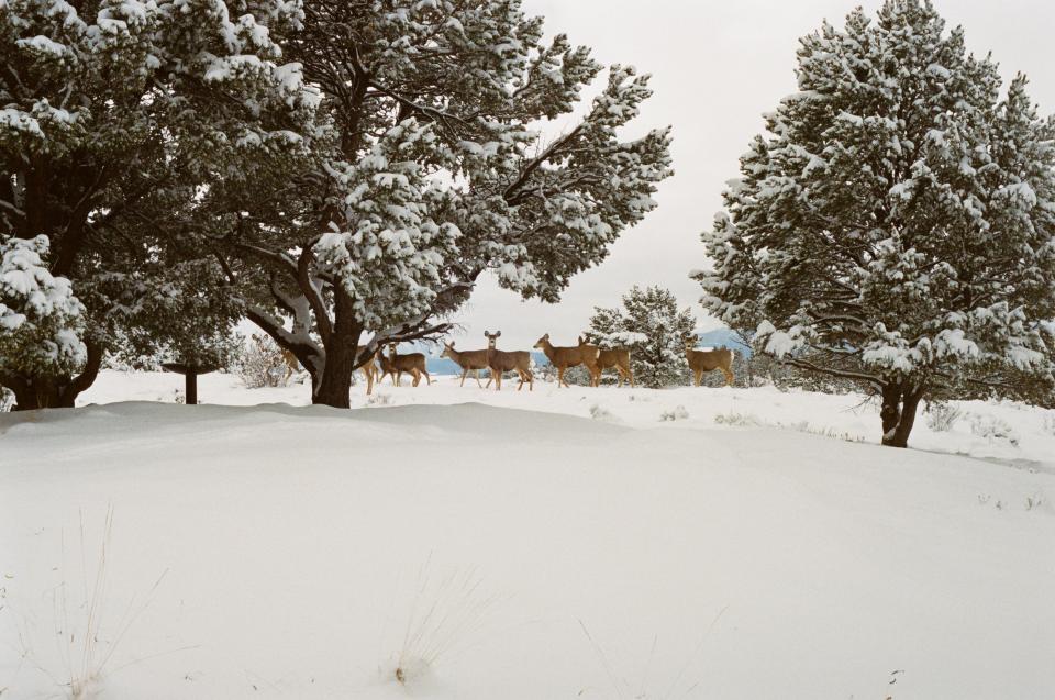Deer Animals