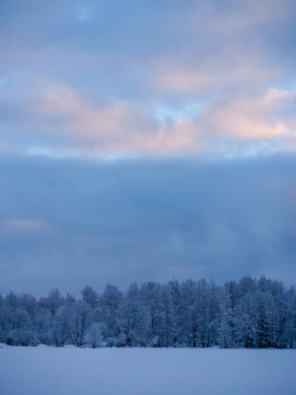 Winter Forest