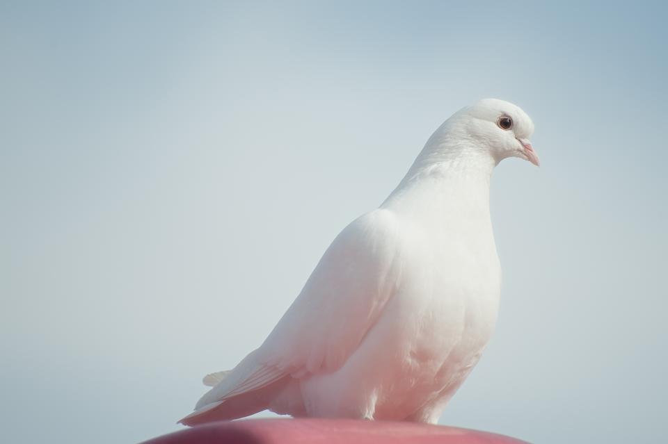 Animals Birds
