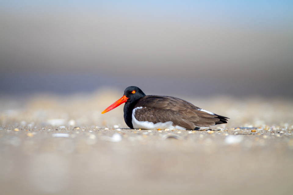 Bird Sand