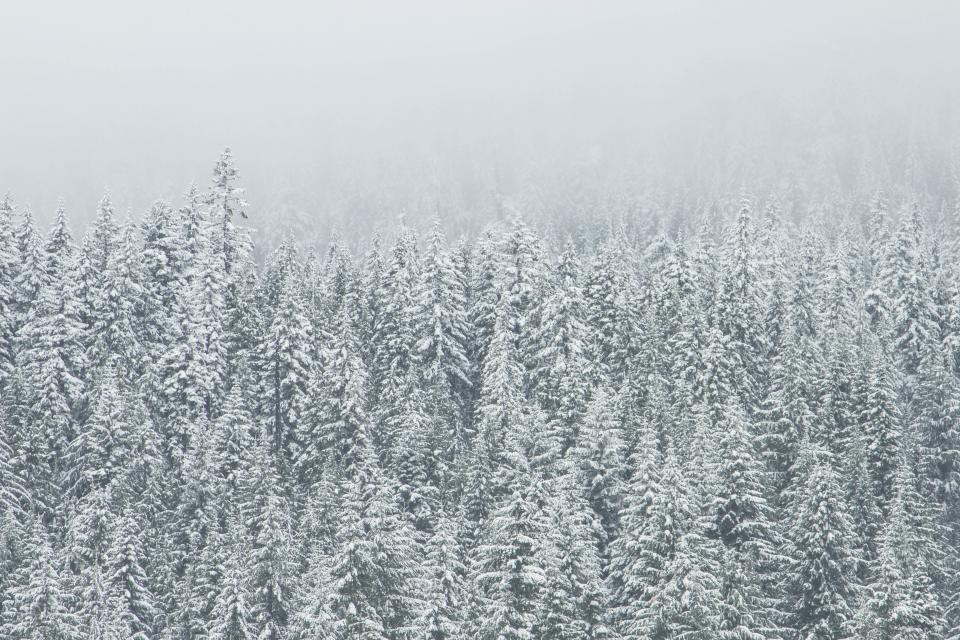 Winter Forest