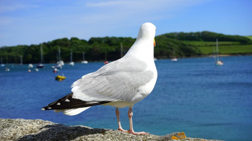 Animals Birds