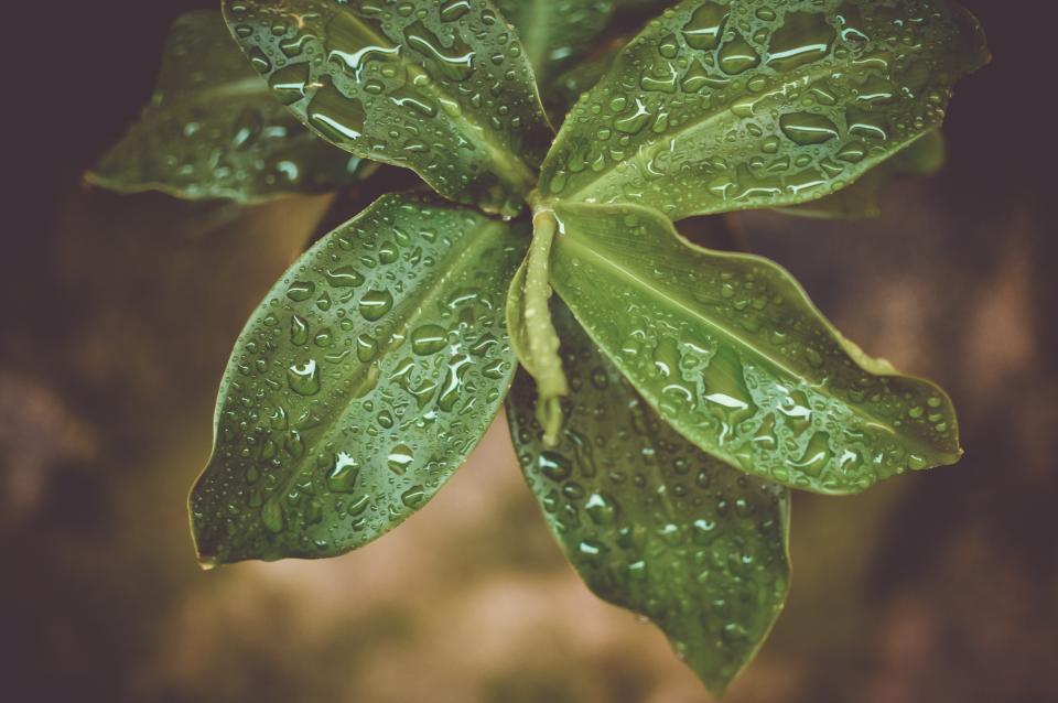 Green Plants