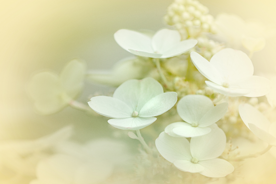 Abstract Flower