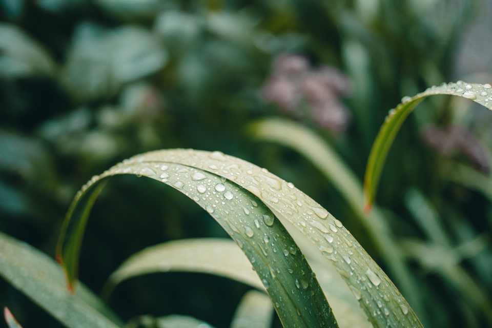 Plants Water