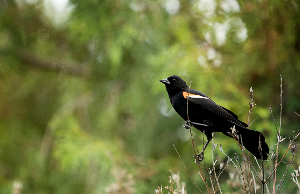 Bird Tree