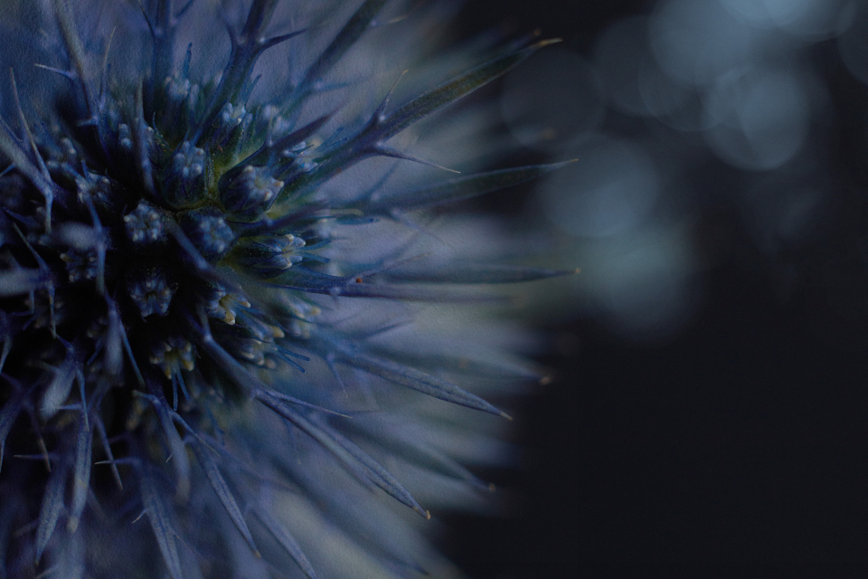 Thistle Flower