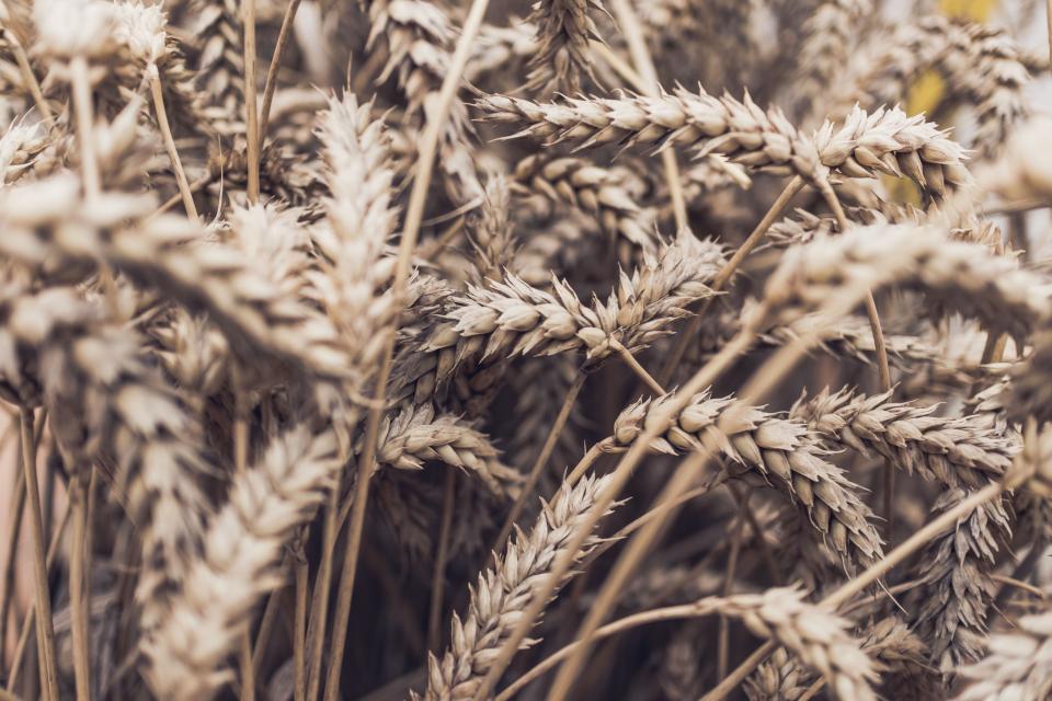 Grass Wheat