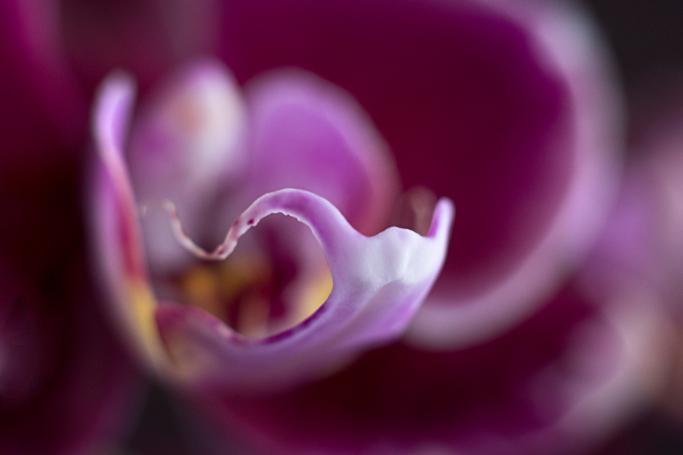 Abstract Flower