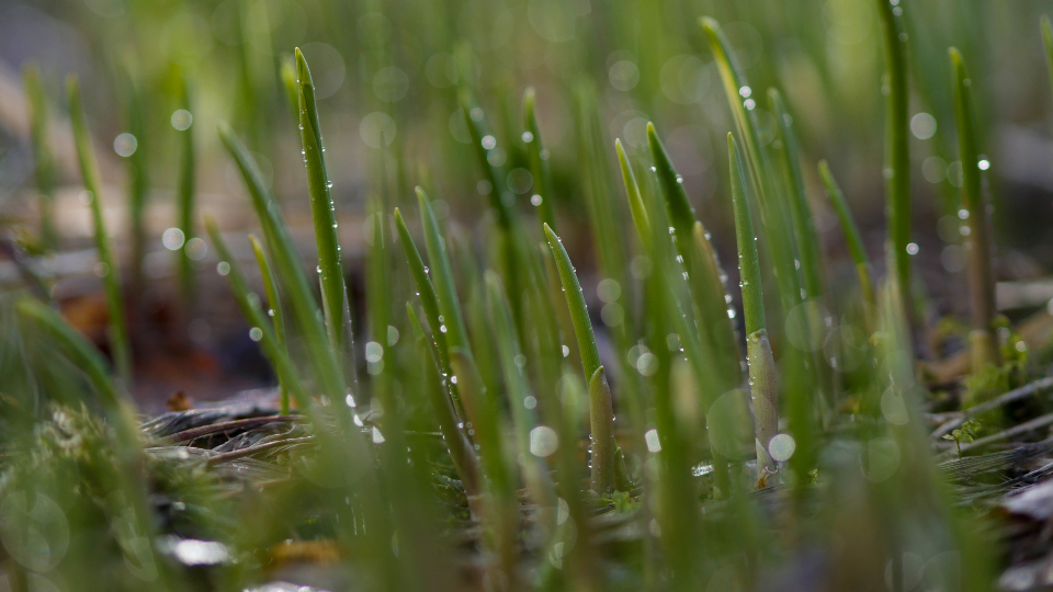 Water Droplets
