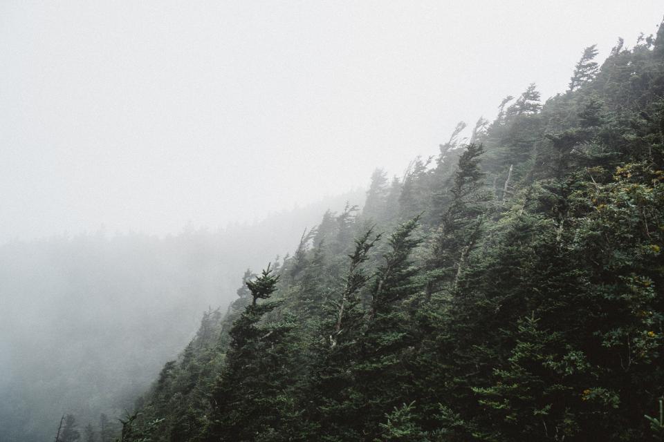 Green Trees